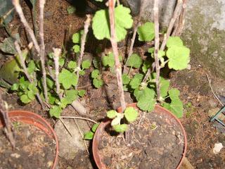 Boutures en plançon réussies !