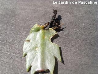 Shlumbergera oublié...mais bouturé !