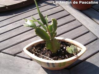 Shlumbergera oublié...mais bouturé !