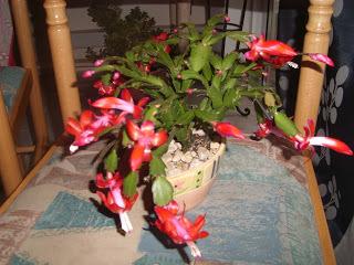 Shlumbergera oublié...mais bouturé !