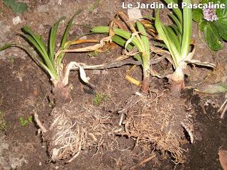 Multiplier l'Hemerocalle