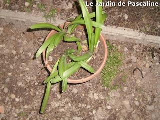 Multiplier l'Hemerocalle