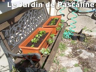 Balconnières de printemps