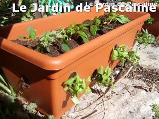 Balconnières de printemps