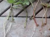 Calendrier jardin avril