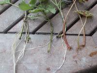 Calendrier du jardin : avril