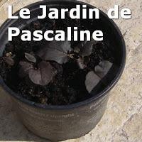 Comment mutiplier la lysimaque