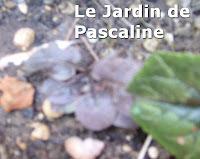 Comment mutiplier la lysimaque