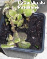 Comment multiplier le Plectranthus