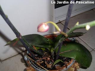 Mon orchidée reufleurit (enfin) !!!