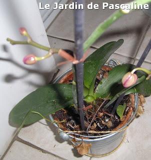 Mon orchidée reufleurit (enfin) !!!