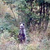 Intempéries dans les Pyrénées : un ourson retrouvé mort