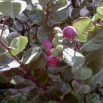 Pomme, File ou Julie ! C’est la saison des mangues !