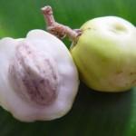 Pomme, File ou Julie ! C’est la saison des mangues !