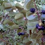 Pomme, File ou Julie ! C’est la saison des mangues !
