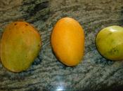 Pomme, File Julie C’est saison mangues