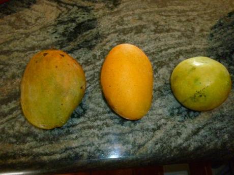 Pomme, File ou Julie ! C’est la saison des mangues !