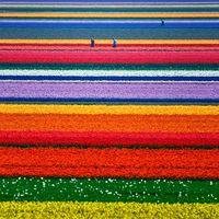 A-Champs de tulipes, Pays-Bas