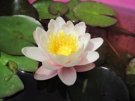 Copie de IMG_5122.JPG