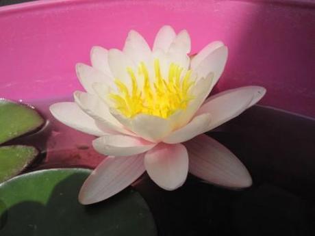 Copie de IMG_5123.JPG