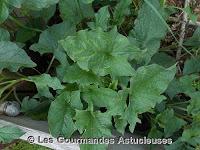 Duo de Chénopode sauce au tahin (vegétarien)