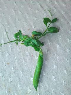 Il parait que c'est l'été... Ha bon ?