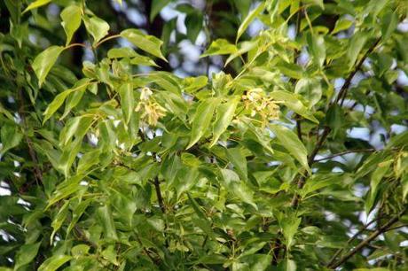 4 acer buergerianum marnay 16 juin 2013 110 (10).jpg