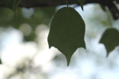3 acer buergerianum marnay 16 juin 2013 110 (16).jpg