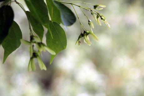 acer buergerianum marnay 16 juin 2013 110 (18).jpg