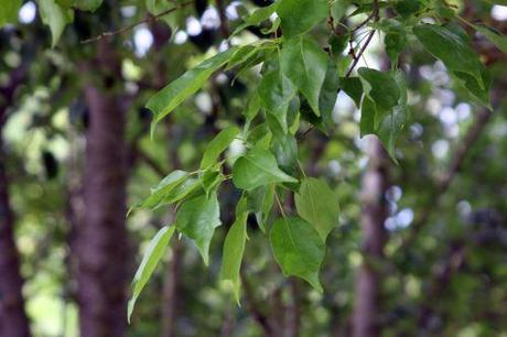 6 acer buergerianum marnay 16 juin 2013 110 (5).jpg