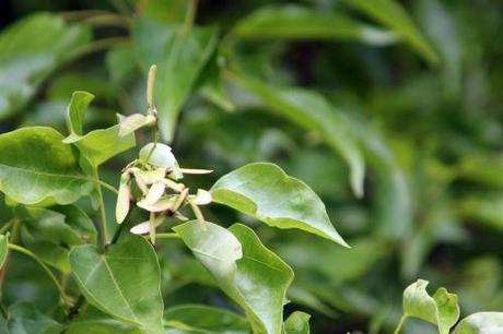 acer 1 buergerianum marnay 16 juin 2013 110 (13).jpg