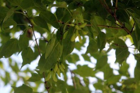 5 acer buergerianum marnay 16 juin 2013 110 (3).jpg