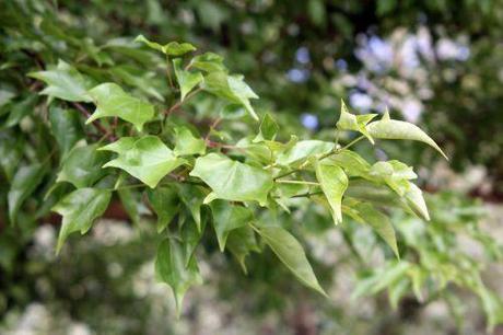 2 acer buergerianum marnay 16 juin 2013 110 (4).jpg