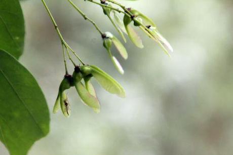 acer buergerianum marnay 16 juin 2013 110 (20).jpg