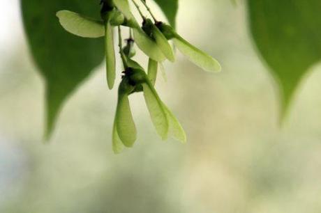 acer buergerianum marnay 16 juin 2013 110 (19).jpg