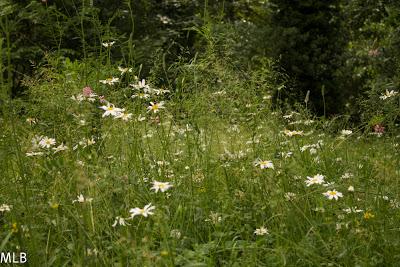 Marguerites enchevêtrées...