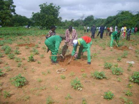 Campagne de reforestation 2012 au Burkina : lheure est au bilan