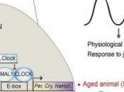 HORLOGE BIOLOGIQUE: vieillir c'était détraquer l'horloge Cell