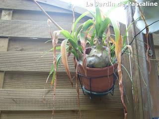 Surprenante Ornithogalum