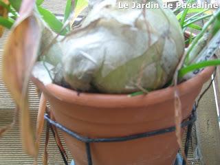 Surprenante Ornithogalum