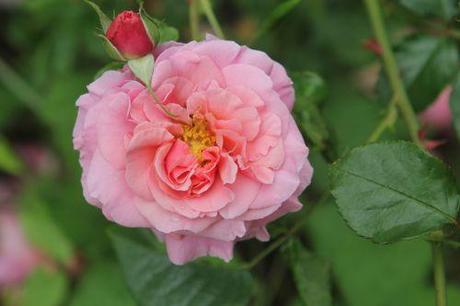 albert poyet 2 romi 22 juin 2013 043.jpg