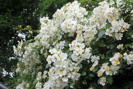 mulliganii romi 22 juin 2013 010.jpg