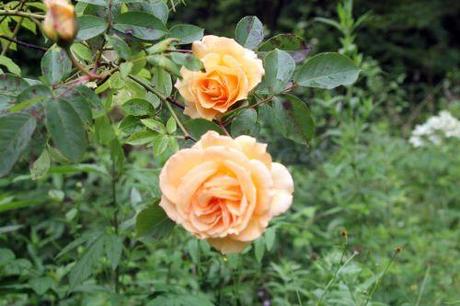 4 sophia romi 22 juin 2013 030 (3).jpg