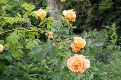 3 sophia romi 22 juin 2013 030 (4).jpg