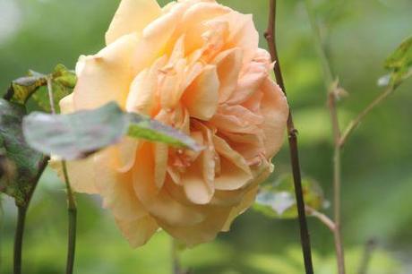 5 sophia romi 22 juin 2013 030 (5).jpg