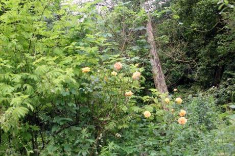 1 sophia romi 22 juin 2013 030 (1).jpg