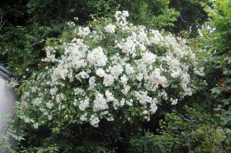 mulliganii 1 romi 22 juin 2013 009.jpg