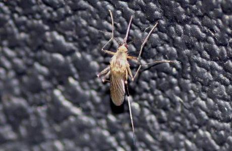 1 moustique f romi 5 juin 2013 061.jpg