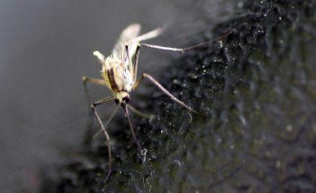 2 moustique romi 5 juin 2013 076.jpg