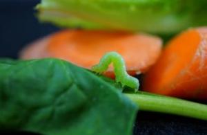 HORLOGE BIOLOGIQUE: Votre salade aussi sait quelle heure il est – Current Biology